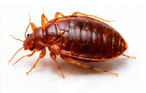 Ágyi poloska elleni kezelés – InsectPRO