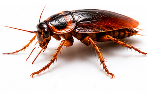 Csótányirtás – InsectPRO