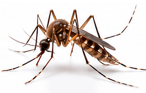 Szúnyog elleni kezelés – InsectPRO